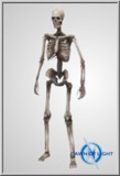 Player Skeleton