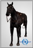 Black Horse w/ Saddle - Monster