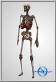 Skeleton w/guts