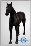 Black Horse No Saddle - Monster